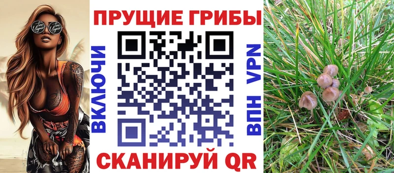 Псилоцибиновые грибы Psilocybe  цены   Туран 